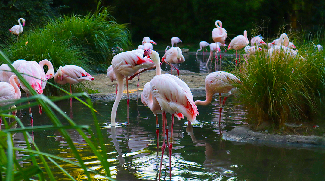 Une manifestation instructive au zoo de Bâle