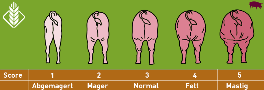 Grafik, die Sauen in Konditionsklassen einteilt.